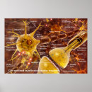 Suche nach synapse poster Wissenschaft