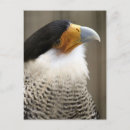 Suche nach caracara Foto