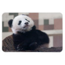 Suche nach panda liebe magnete Tragen