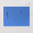Suche nach vogel im flug postkarten Vögel