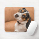 Suche nach beagle mousepads Fotografie