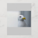Suche nach seeadler postkarten Natur