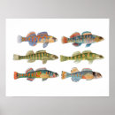 Suche nach darter poster Fluss