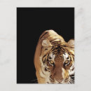 Suche nach schwarzer panther postkarten Natur