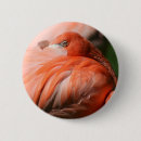 Suche nach rosa federn buttons Vogelvogel