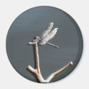 Suche nach libellen magnete Insekten