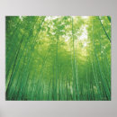 Suche nach bambuswald poster Natur