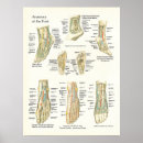 Suche nach foot kunst poster Anatomisch