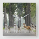 Suche nach malamutes wanduhren Dog