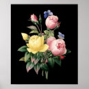 Suche nach schwarze rose poster Rosa