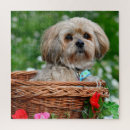 Suche nach lhasa apso Niedlich