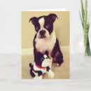 Suche nach boston karten Dog