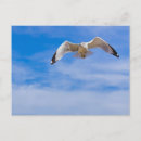Suche nach seemöwen postkarten Vögel