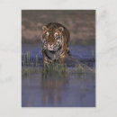 Suche nach alles geht postkarten Tier