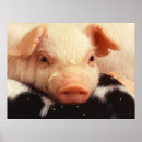Suche nach niedliches ferkel poster Tier