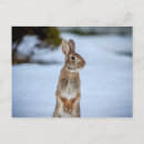 Suche nach niedliches kaninchen postkarten Schnee