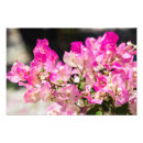 Suche nach bouganvilla Botanisch