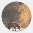 Suche nach equids Säugetiere