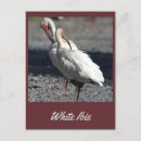 Suche nach ibis poster postkarten Vögel