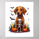 Suche nach vizsla hund poster Welpe