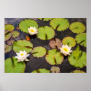 Suche nach wasser pflanze poster Teich