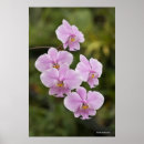 Suche nach phalaenopsis poster Orchid