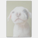 Suche nach stier… post it Haustier