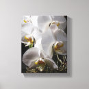 Suche nach weiße orchideen leinwandbilder Blumen