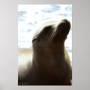 Suche nach seelöwen poster Boot