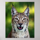 Suche nach luchs poster Niedlich