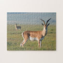 Suche nach gazelle Farbe