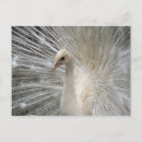 Suche nach schwanz federn postkarten Flügel