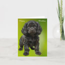 Suche nach cocker spaniel geburtstag karten Haustier