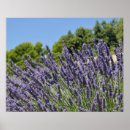 Suche nach provence poster Frankreich