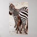 Suche nach zebra poster Wildlife