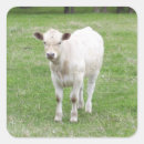 Suche nach färse aufkleber Kalb