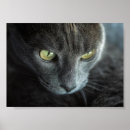 Suche nach grüne mit augen katze poster Natur