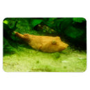 Suche nach salzwasser magnete Meer