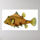 Suche nach haeckel poster Ernst