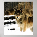 Suche nach wölfe im schnee poster Grauer wolf