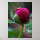 Suche nach knospen poster Pfingstrosen