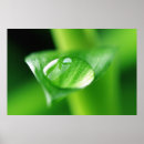 Suche nach bambus poster Bamboo