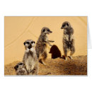 Suche nach meercat Niedlich