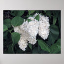 Suche nach flieder poster Mit blumen