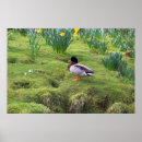 Suche nach stockente poster Natur