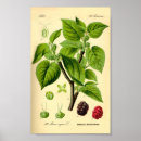 Suche nach vintage ernte poster Botanisch