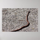 Suche nach schlange poster Tiere