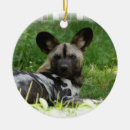 Suche nach wild ornamente Zoo