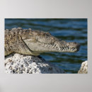 Suche nach crocodile poster Natur
