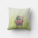 Suche nach robin kissen Tierwelt